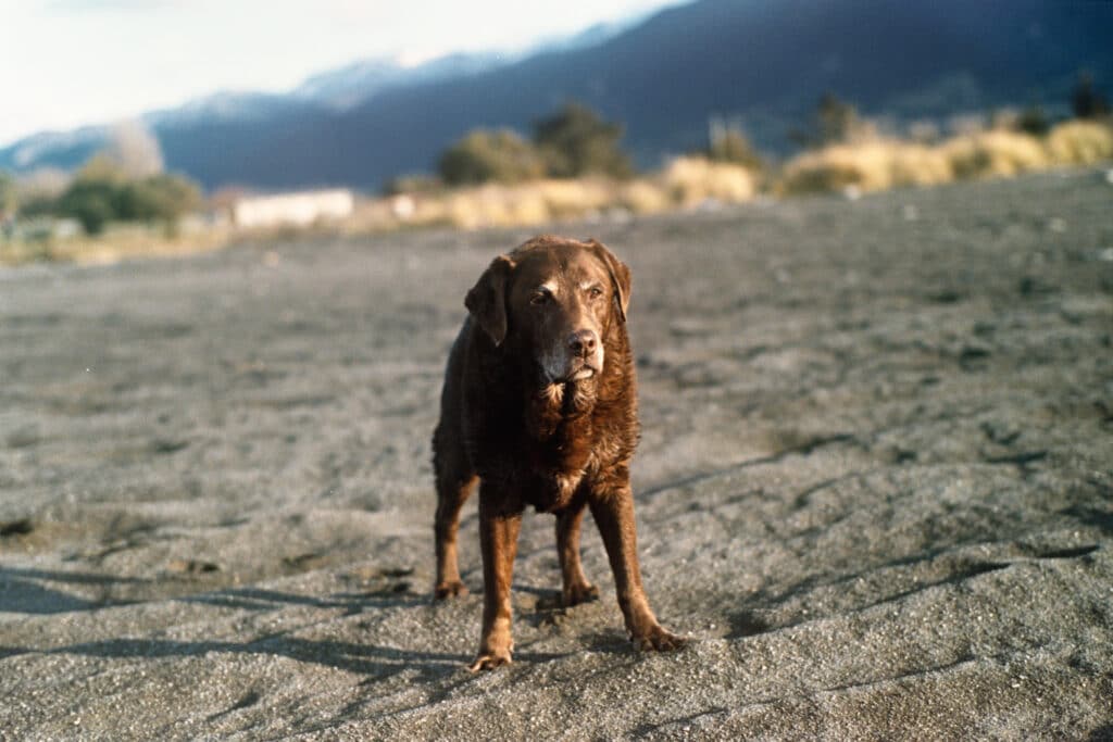 A brown Labrador stands alert on a gravel beach, mountains and forested hills visible in the soft-focus background. 35mm film photograph.